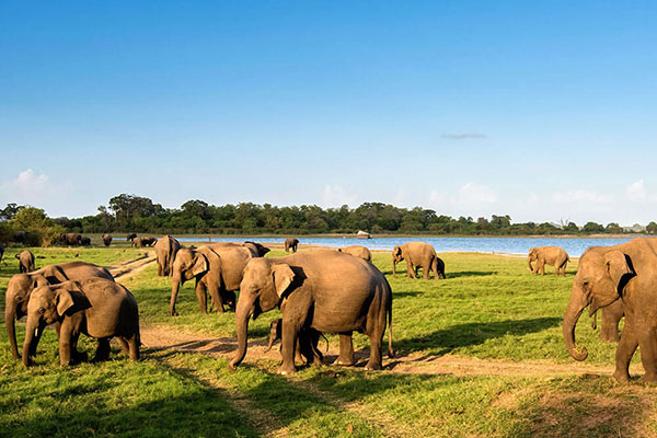 Minneriya National Park Elephant Gathering